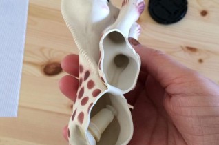 Moisissure dans Sophie la girafe : faut-il s’inquiéter ?